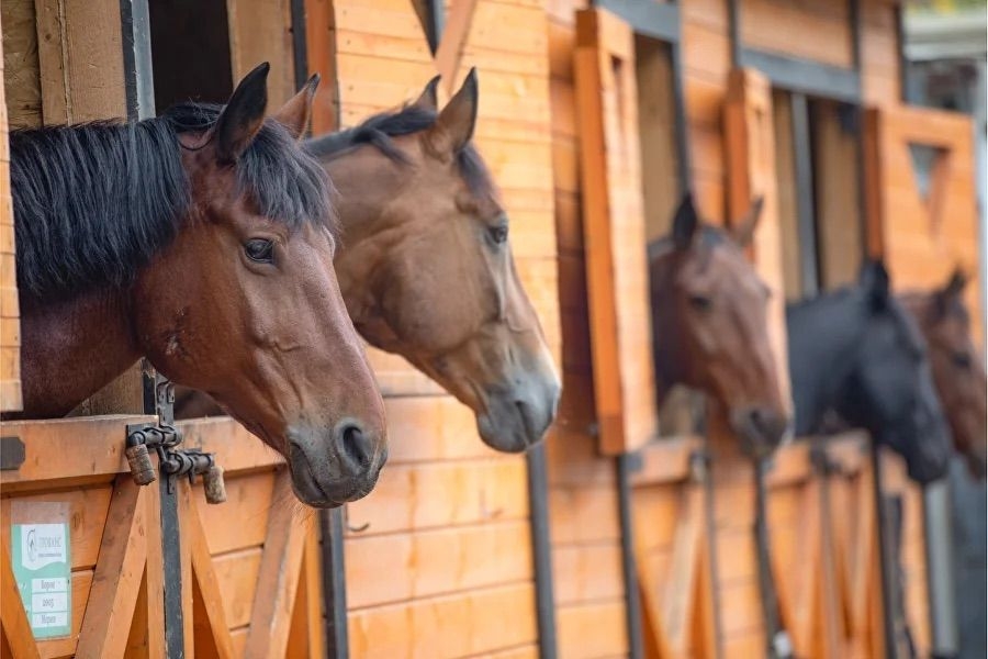 Horseback tour