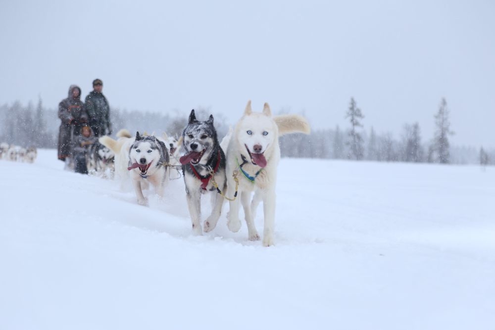 Husky Sled Ride